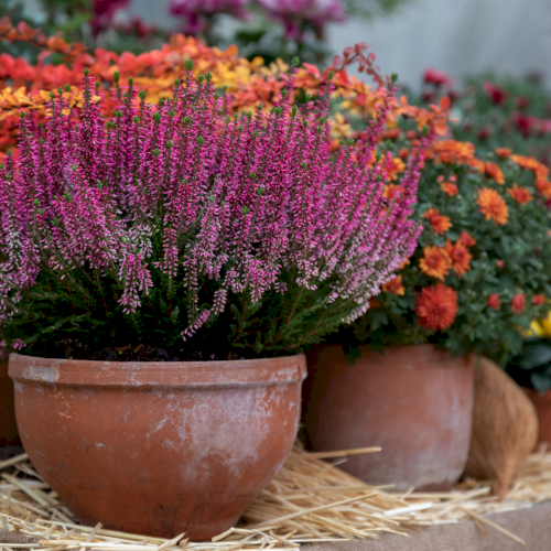 Efter&aring;rskrukker Der Holder ??